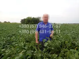 Зображення для оголошення Канадские семена сои сорта Венона