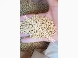 Зображення для оголошення Семена сои DREM Канадский трансгенный сорт. (усточива к глифосату)