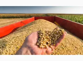 Зображення для оголошення Купуємо сою з місця з Вашою доставкою