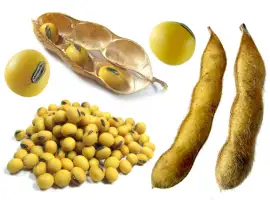 Зображення для оголошення Купуємо сою. Заберемо з поля