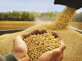 Зображення для оголошення Постійно купую сою