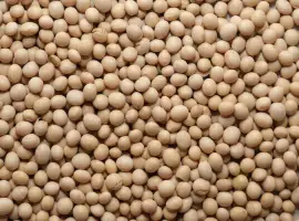Зображення для оголошення Куплю сою по Україні