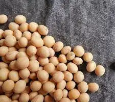 Зображення для оголошення Куплю сою. Закупка сої. Продати сою