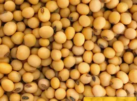 Зображення для оголошення Продам насіння сої сорту Кентуккі 1-Р