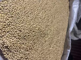 Зображення для оголошення Соя на насіння сорт хайпро ГМО