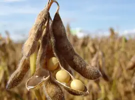 Зображення для оголошення Соя Канзас