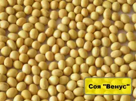 Зображення для оголошення Насіння сої – сорт Венус. Канадський сорт під Раундап