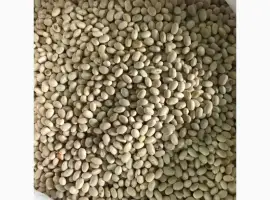 Зображення для оголошення Продам фасоль Мавка