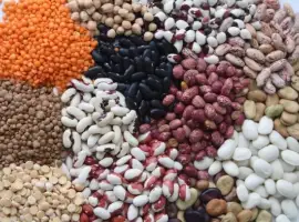 Зображення для оголошення Куплю: Фасоль/квасолю різних сортів