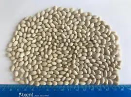 Зображення для оголошення Закуповуємо квасолю різних сортів