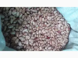 Зображення для оголошення Куплю квасолю Рябку