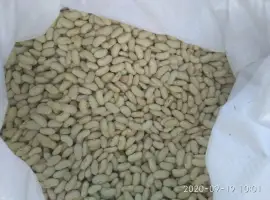 Зображення для оголошення КВАСОЛЯ лимонка (зелена довга)