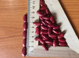 Зображення для оголошення Продам фасоль томатка