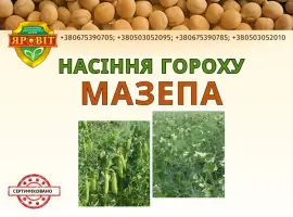 Зображення для оголошення Насіння гороху