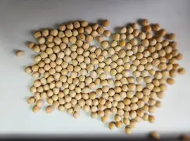 Зображення для оголошення Продам Насіння Ярого Гороху