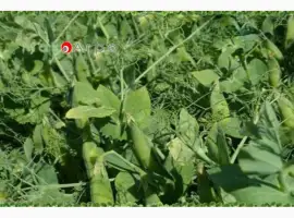 Зображення для оголошення Горох 2 репродукцыя НС Мороз