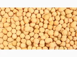 Зображення для оголошення Купуємо горох жовтий