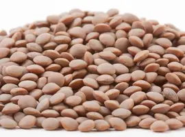 Зображення для оголошення Семена чечевицы красной Максим 1я репродукция (под гербицид)