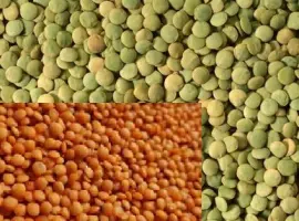 Зображення для оголошення Підприємство закуповує сочевицю