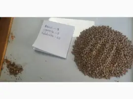 Зображення для оголошення Сочевиця червона