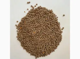 Зображення для оголошення Чечевица красная опт сельхозпроизводитель