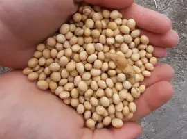 Зображення для оголошення Половинки сої куплю. Відходи кукурудзи куплю
