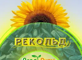 Зображення для оголошення Соняшник Рекольд