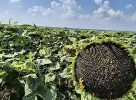 Зображення для оголошення Насіння Соняшника Бомонд Під Гранстар