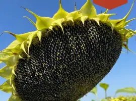 Зображення для оголошення Насіння Соняшника Альмера