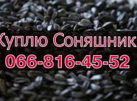 Зображення для оголошення Куплю СОНЯШНИК від виробника!Максимальні ціни