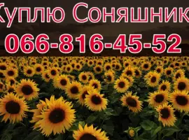 Зображення для оголошення На постійній основі купуємо СОНЯШНИК!2023
