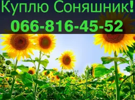 Зображення для оголошення Підприємство закуповує СОНЯШНИК від виробника
