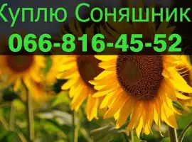 Зображення для оголошення Придбаю СОНЯШНИК у необмежених обсягах!ДОРОГО