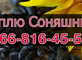 Зображення для оголошення Підприємство купує СОНЯШНИК!Розрахунок на Вагах