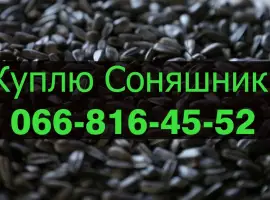 Зображення для оголошення На постійній основі закуповуємо Соняшник!!!!Дорого