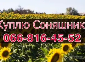 Зображення для оголошення Купуємо СОНЯШНИК на конкурентних умовах
