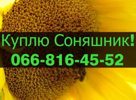 Зображення для оголошення Закуповую СОНЯШНИК великим оптом!Оплата на вагах