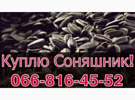 Зображення для оголошення Закуповую СОНЯШНИК у необмеженій кількості!Щоденно