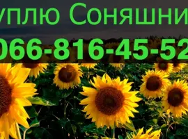 Зображення для оголошення Підприємство Закуповує СОНЯШНИК!Оплата на вагах