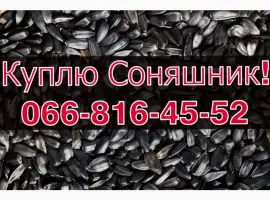 Зображення для оголошення Підприємство купляє СОНЯШНИК великим оптом!Без вихідних!Дорого