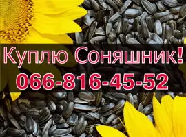 Зображення для оголошення Куплю СОНЯШНИК за високою ціною!Доступні сушка/зберігання зернових