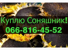 Зображення для оголошення Закуповуємо СОНЯШНИК за високими цінами!Оплата на вагах!Дорого