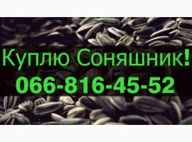 Зображення для оголошення Куплю СОНЯШНИК!Дорого!Розрахунок на вагах