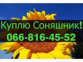 Зображення для оголошення На постійній основі закуповую СОНЯШНИК за привабливими цінами