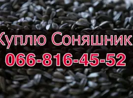 Зображення для оголошення Заготівля СОНЯШНИК урожай 2024!Оплата на вагах