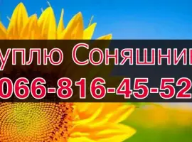 Зображення для оголошення Закуповую СОНЯШНИК від виробника!Дорого