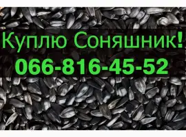 Зображення для оголошення Закуповую СОНЯШНИК від фермерських господарств та населення!Дорого