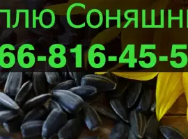 Зображення для оголошення Закуповую СОНЯШНИК у будь яких обємах