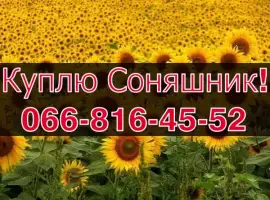 Зображення для оголошення Куплю на постійній основі СОНЯШНИК!Деталі за телефоном