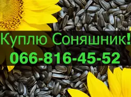 Зображення для оголошення На постійній основі закуповую Соняшник у будь якому обсязі
